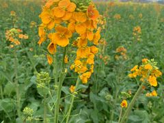 -中国天府农业博览园