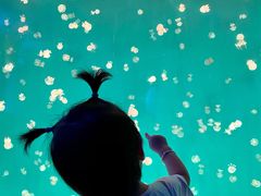 -芜湖新华联大白鲸海洋公园