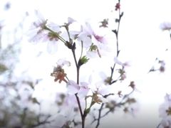 -高东镇樱花园