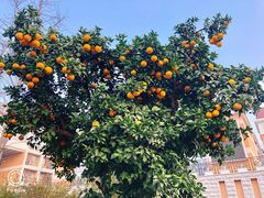 -金陵中学(河西分校)