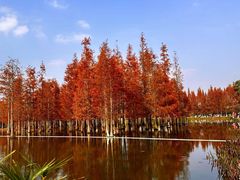 -白鹭湾湿地公园