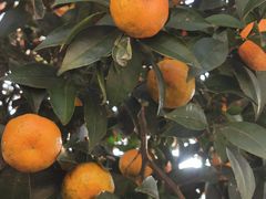 -小菜园新徽菜(常州金坛吾悦店)