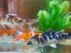 -粗粮人家·东北菜(洋桥店)