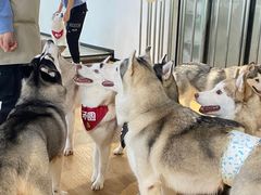 -Husky Go! 哈士奇体验馆·宠物咖啡厅狗咖