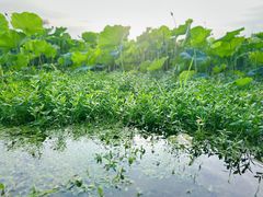 -荷塘月色湿地公园·向阳花洲