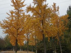 -永定河休闲森林公园