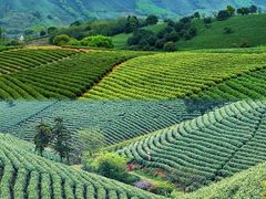 -帐篷客·溪龙茶谷度假酒店