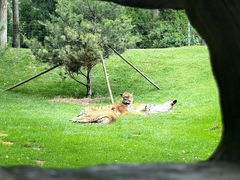 -北京野生动物园
