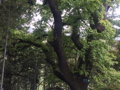 -塔川景区