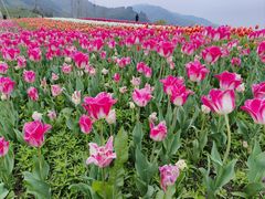 -径山花海