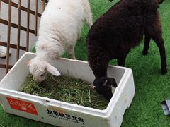 -清真·益鑫羊肉手抓馆(花园北街店)