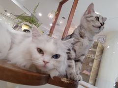 -共舞时光猫咖·狗咖(新街口店)