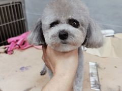 -宠福鑫康馨动物医院·骨科·眼科