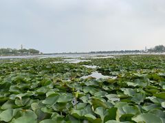 -鉴湖国家城市湿地公园