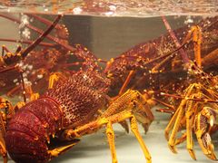 -甄御•海鲜新青岛菜(麦岛店)