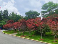 -广州市帽峰山景区