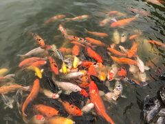 -珠海圆明新园