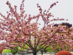 -大雁塔北广场音乐喷泉