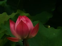 -桂湖森林公园