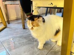 -猫小院猫主题餐厅(南锣旗舰店)