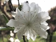 -南汇桃花村