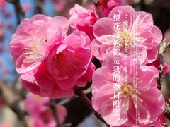 -无锡梅园公园
