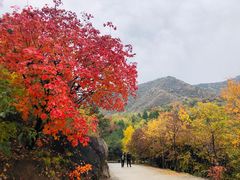 -北京鹫峰国家森林公园