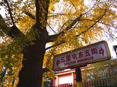 -三里屯东五街银杏大道