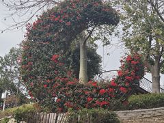 -东莞植物园