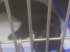 -中农国际动物医院24小时·猫科·骨科·急重症中心