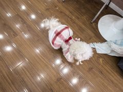 -汪说·狗咖·拼豆·宠物周边DIY(旺城大厦店)