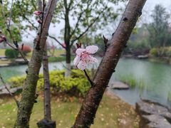 -桃花岭景区