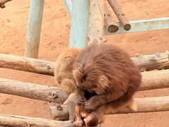 -西霞口神雕山野生动物世界