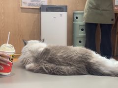 -MOCHA明星猫咖(田子坊店)