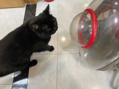 -中农大我爱我爱动物医院·核磁CT·猫病·24小时夜诊中心(石佛营店)