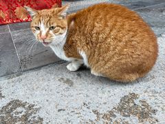 -龙华素斋(龙华路店)