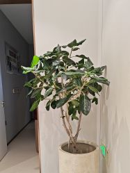 -禾丽康美医疗美容医院