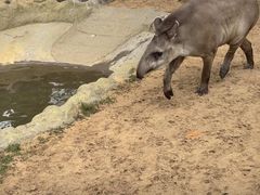 -西霞口神雕山野生动物世界