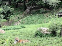 -沈阳森林动物园