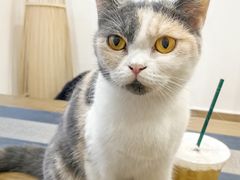 -楼上猫咖(罗湖店)