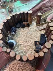 -Zoolung Zoolung动物主题公园(海信广场店)