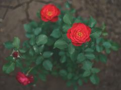 -洛阳市隋唐城遗址植物园