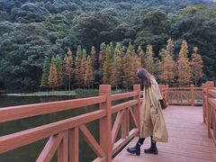 -广州市石门国家森林公园
