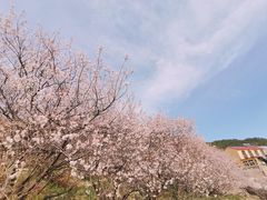 -崂山九水游览区