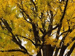 -北海道厅旧本厅舍(旧本庁舎)