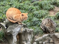 -龙华素斋(龙华路店)