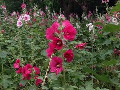 iphone_upload_pic-昆山城市生态森林公园