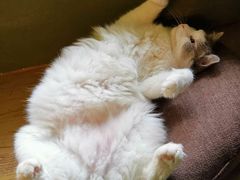 -猫猫幼稚园·撸猫·桌游·电玩