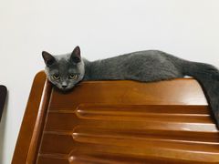 -喵zoo家庭繁育猫舍(尖东智能花园店)