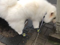 -申普宠物医院·眼科·心内科·影像科(普陀分院)